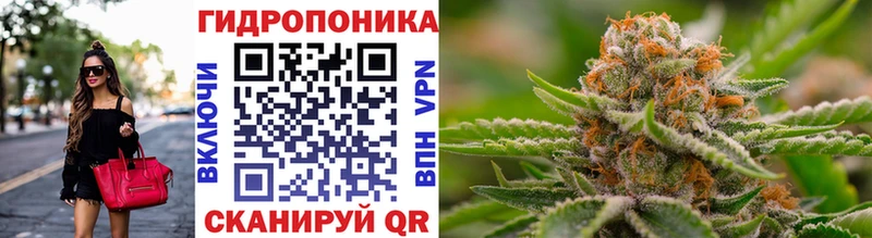 Каннабис сатива Фокино